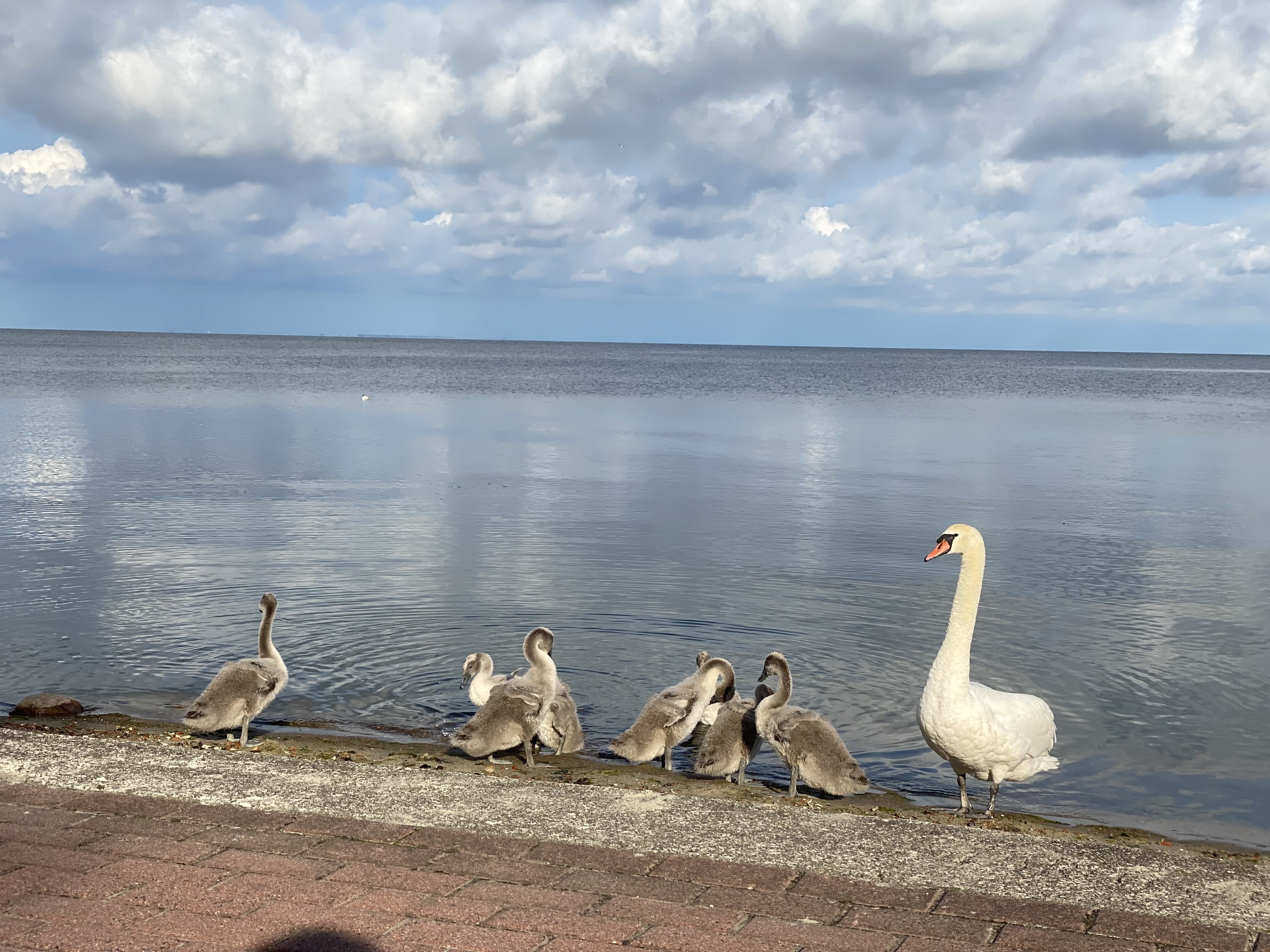 Gulbės prie marių