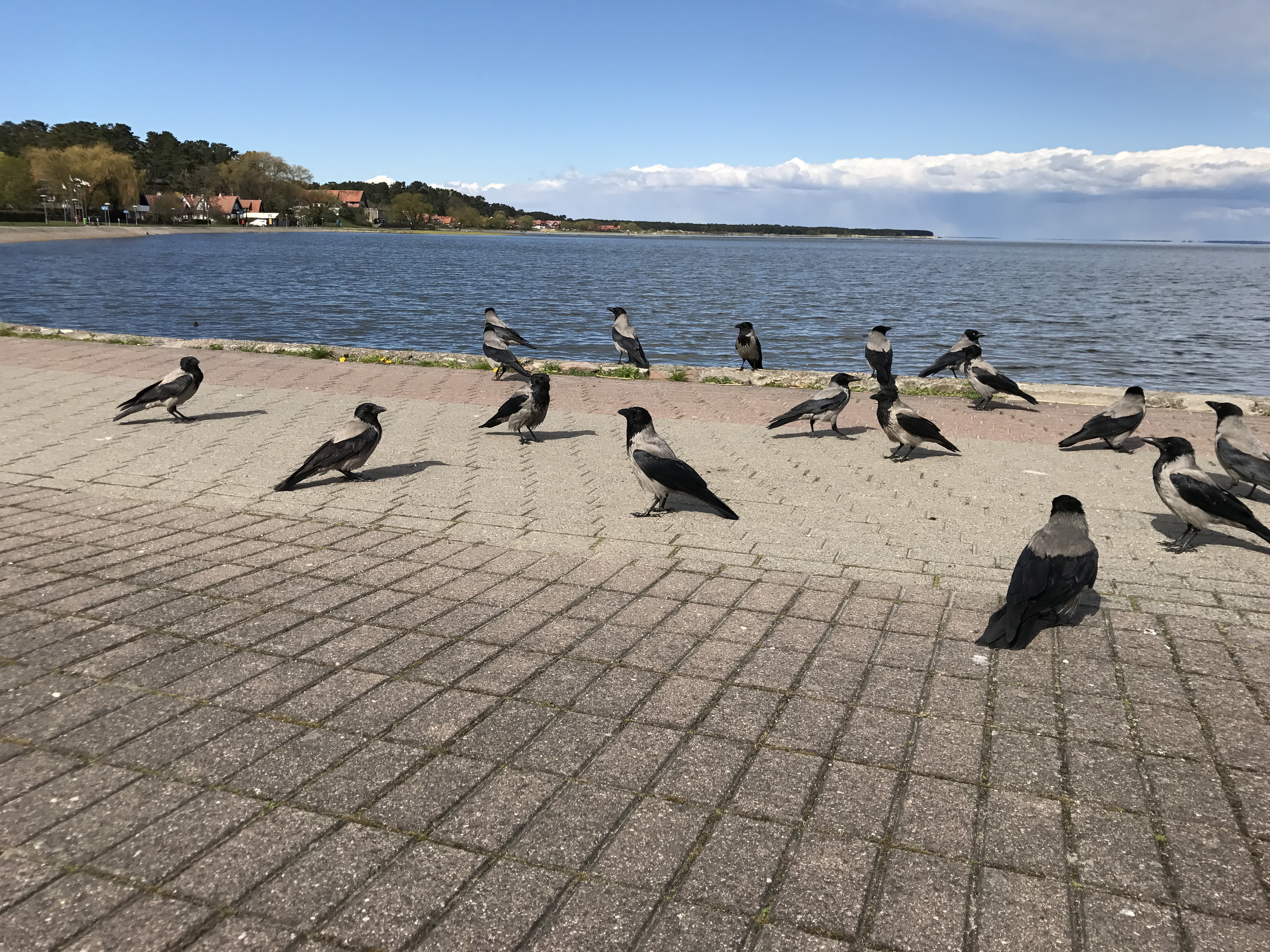 Paukščiai prie marių